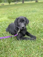 Fred, a male Labrador Retriever for sale in Hartville, MO – 1 of 3