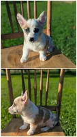Bernie, a male Australian Cattle Dog and Pembroke Welsh Corgi for sale in Hartville, MO – 1 of 1
