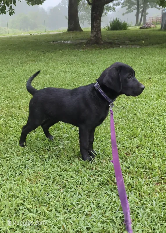 Fred – Labrador Retriever puppy for sale in Hartville, MO