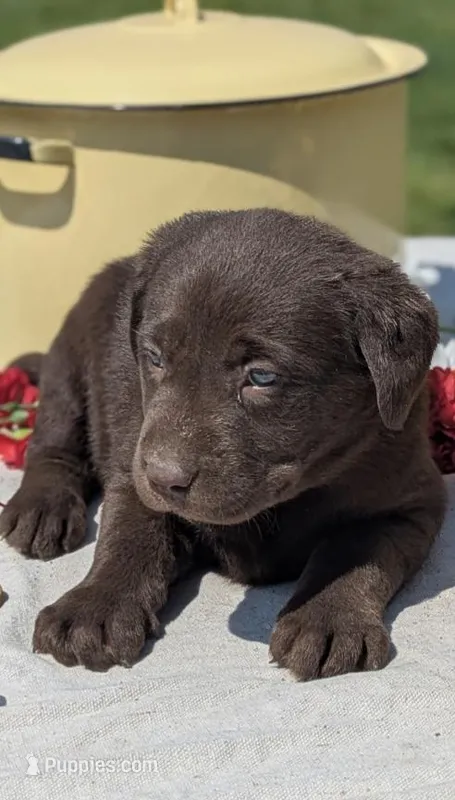 Dorothy  – Labrador Retriever puppy for sale in Hartville, MO