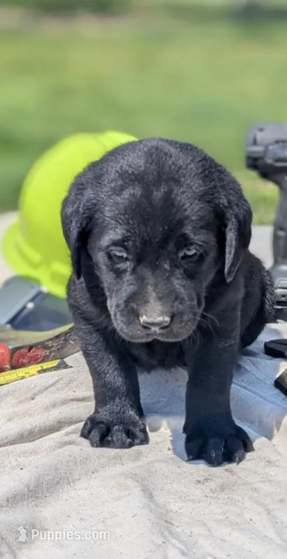 Fred – Labrador Retriever puppy for sale in Hartville, MO