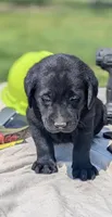 Fred, a male Labrador Retriever for sale in Hartville, MO – 3 of 3
