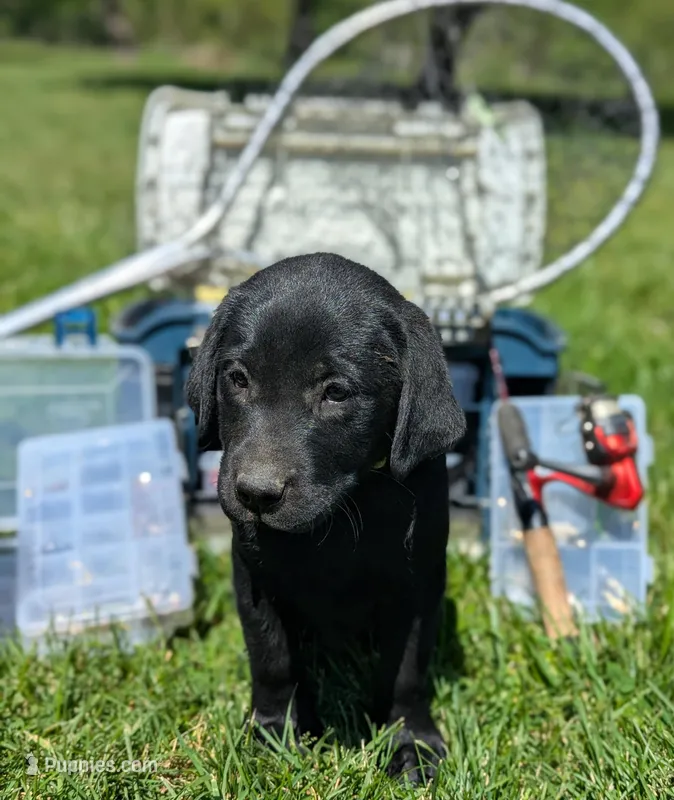 Fred – Labrador Retriever puppy for sale in Hartville, MO