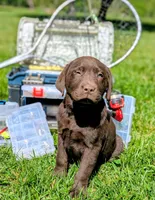 Leo, a male Labrador Retriever for sale in Hartville, MO – 2 of 3