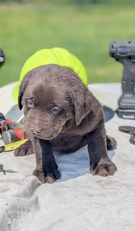 Leo – Labrador Retriever puppy for sale in Hartville, MO