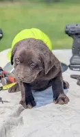 Leo, a male Labrador Retriever for sale in Hartville, MO – 3 of 3