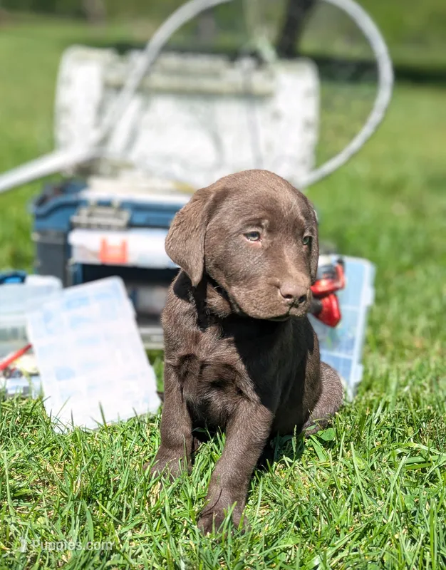 Leo – Labrador Retriever puppy for sale in Hartville, MO