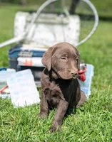 Leo, a male Labrador Retriever for sale in Hartville, MO – 1 of 3
