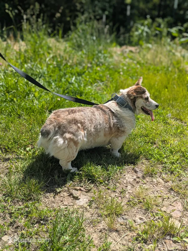 Wiggles – Pembroke Welsh Corgi, Miniature Australian Shepherd puppy for sale in Hartville, MO