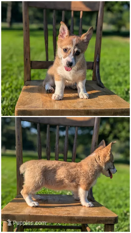 Sandy – Australian Cattle Dog, Pembroke Welsh Corgi puppy for sale in Hartville, MO