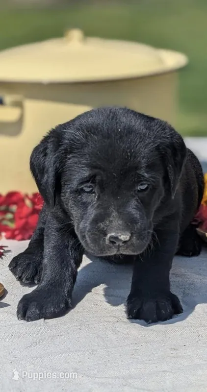 Rose – Labrador Retriever puppy for sale in Hartville, MO