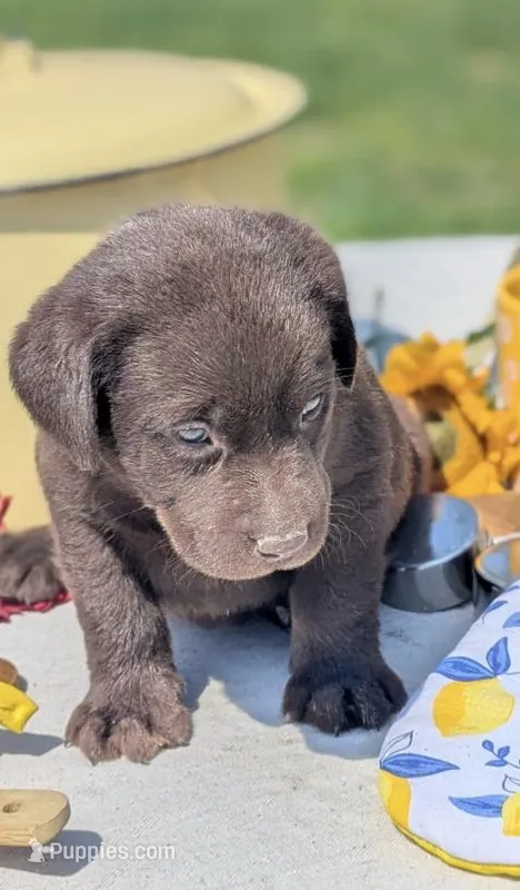 Lucille – Labrador Retriever puppy for sale in Hartville, MO
