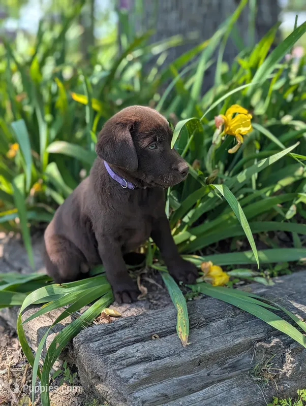 Lucille – Labrador Retriever puppy for sale in Hartville, MO