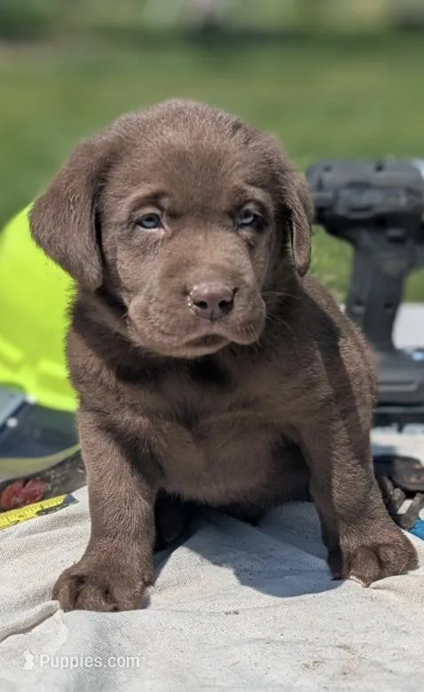 Silas – Labrador Retriever puppy for sale in Hartville, MO