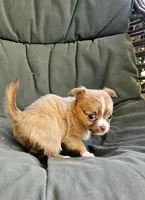 Alice, a female Chihuahua for sale in Greer, SC – 2 of 5