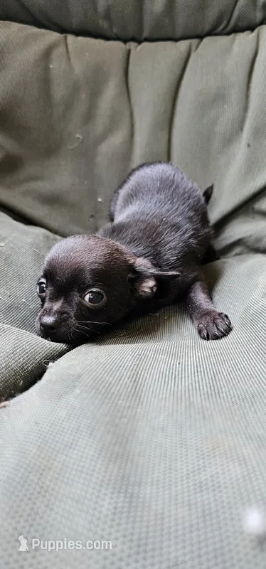 Zeppelin  – Chihuahua, Miniature Pinscher puppy for sale in Greer, SC