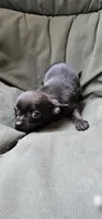 Zeppelin , a male Chihuahua and Miniature Pinscher for sale in Greer, SC – 1 of 3