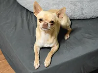 Zeppelin , a male Chihuahua and Miniature Pinscher for sale in Greer, SC – 2 of 3