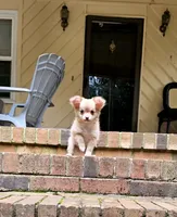 Mando, a male Chihuahua for sale in Greer, SC – 4 of 10