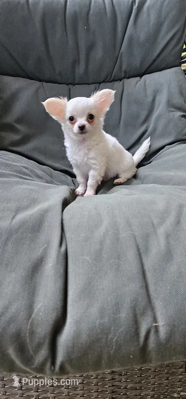 Jack Frost – Chihuahua puppy for sale in Greer, SC