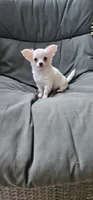 Jack Frost, a male Chihuahua for sale in Greer, SC – 1 of 4