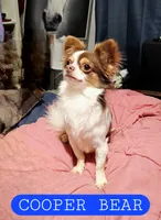 Jack Frost, a male Chihuahua for sale in Greer, SC – 3 of 4