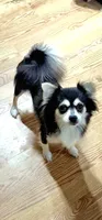 Snowball , a male Chihuahua for sale in Greer, SC – 4 of 4