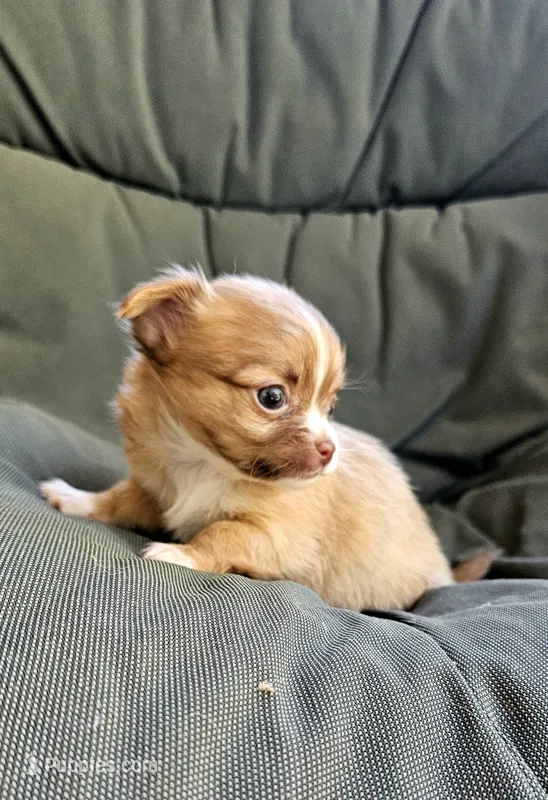 Alice – Chihuahua puppy for sale in Greer, SC