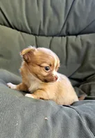 Alice, a female Chihuahua for sale in Greer, SC – 1 of 5