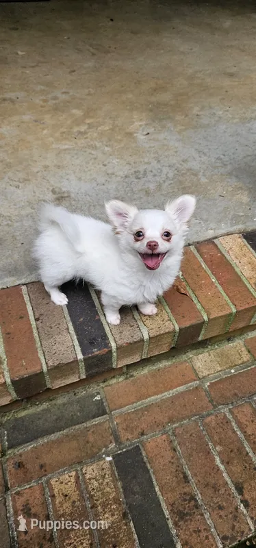 Snowball  – Chihuahua puppy for sale in Greer, SC
