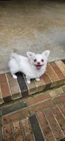 Cosmo, a male Chihuahua for sale in Greer, SC – 1 of 9