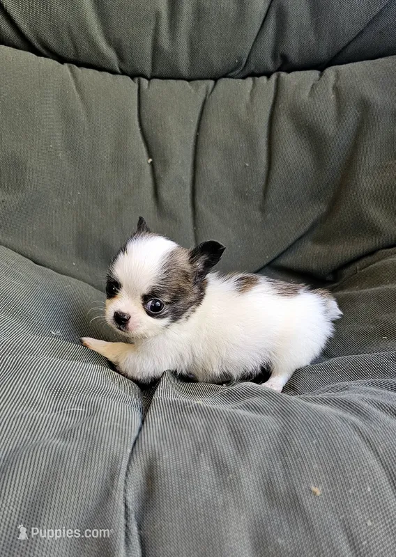 Remy – Chihuahua puppy for sale in Greer, SC