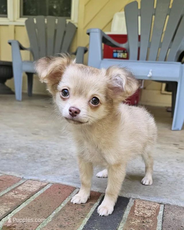 Mando – Chihuahua puppy for sale in Greer, SC