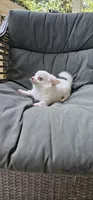 Snowball , a male Chihuahua for sale in Greer, SC – 2 of 4