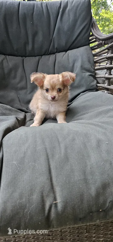 Mando – Chihuahua puppy for sale in Greer, SC