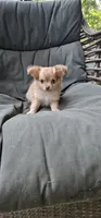 Mando, a male Chihuahua for sale in Greer, SC – 1 of 5