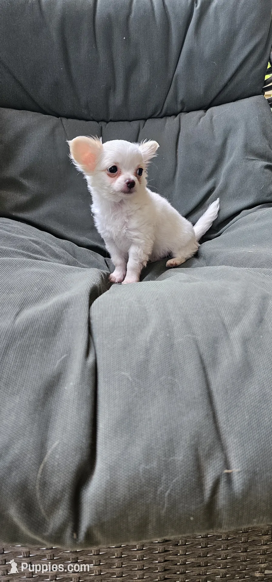 Jack Frost – Chihuahua Puppy for Sale in Greer, SC | Puppies.com