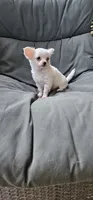 Jack Frost, a male Chihuahua for sale in Greer, SC – 2 of 4