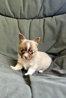 Flynn, a male Chihuahua for sale in Greer, SC – 2 of 5