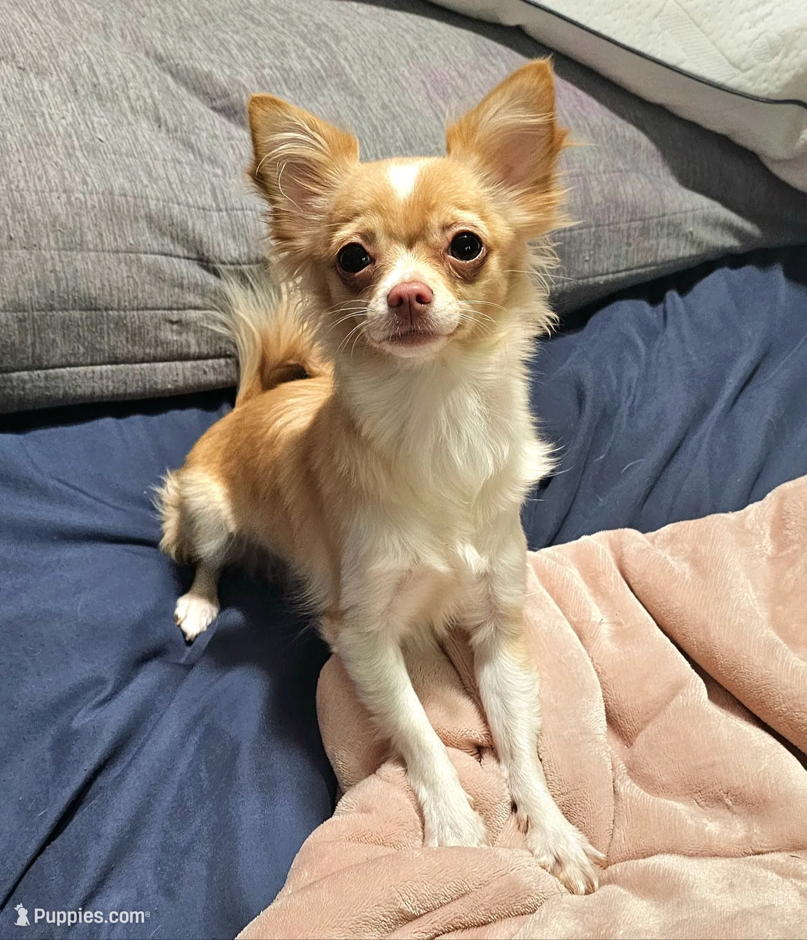 Flynn, a male Chihuahua for sale in Greer, SC – 4 of 5