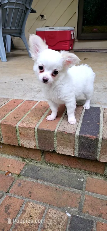 Jack Frost – Chihuahua puppy for sale in Greer, SC
