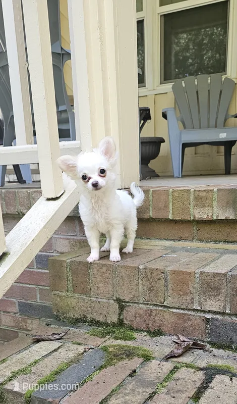 Jack Frost – Chihuahua puppy for sale in Greer, SC