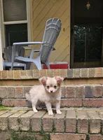 Mando, a male Chihuahua for sale in Greer, SC – 6 of 10