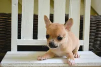 Faye, a female Chihuahua for sale in Greer, SC – 1 of 4