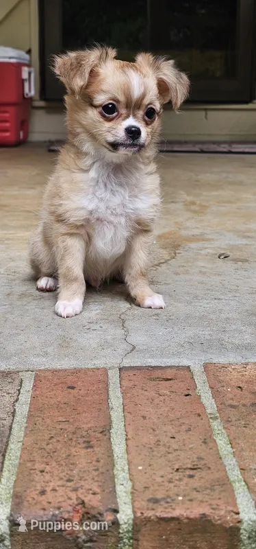 Jacks – Chihuahua puppy for sale in Greer, SC