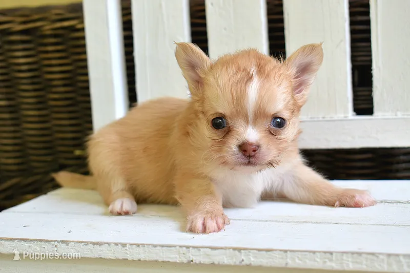 Lyra – Chihuahua puppy for sale in Greer, SC
