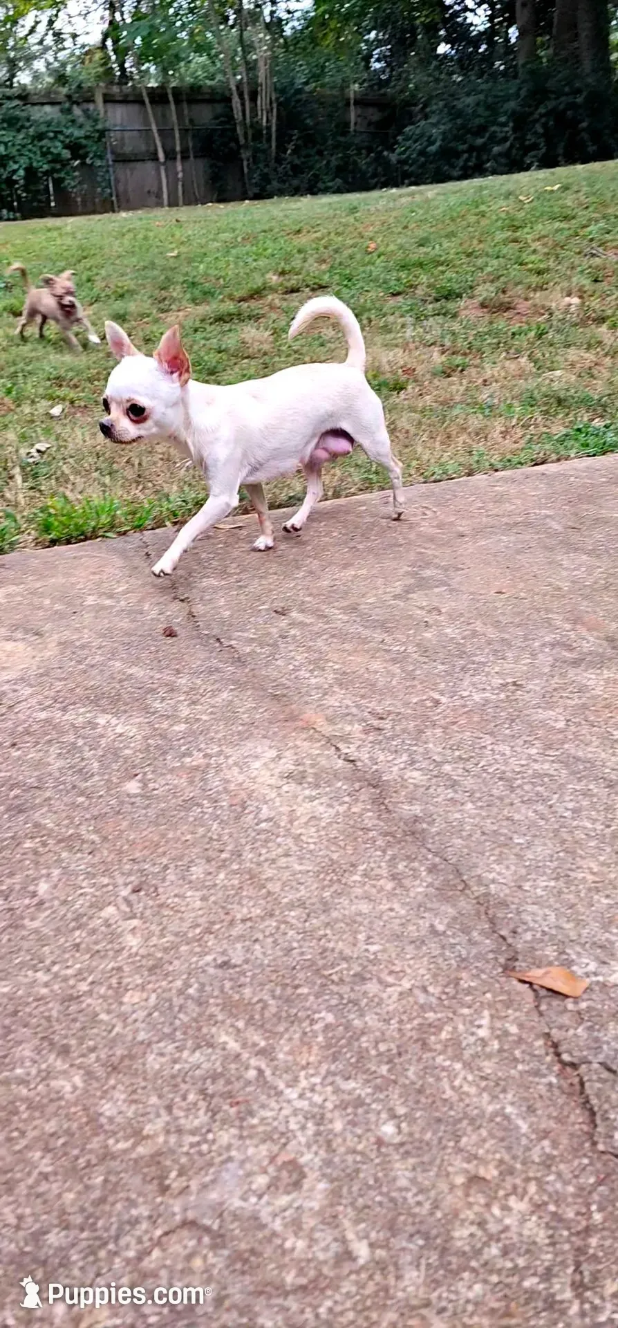 Ryder , a female Chihuahua for sale in Greer, SC – 4 of 5