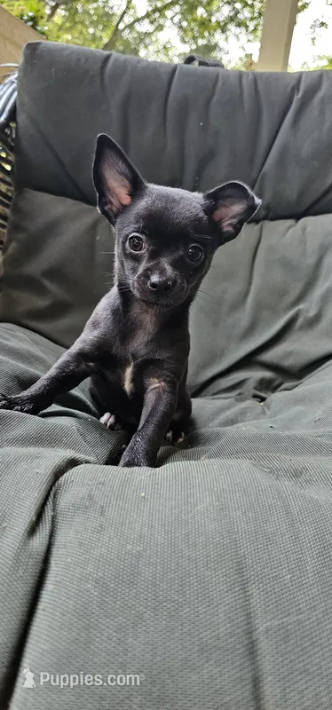 Kate – Chihuahua, Miniature Pinscher puppy for sale in Greer, SC