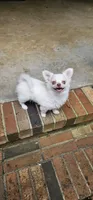 Cosmo, a male Chihuahua for sale in Greer, SC – 2 of 9