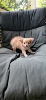 Mando, a male Chihuahua for sale in Greer, SC – 2 of 5